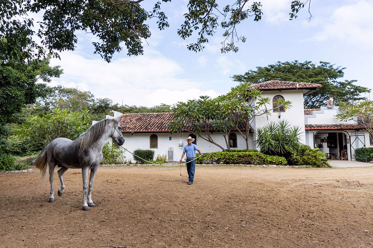 Ein Pferdetrainer führt ein stolzes, Schimmel-farbenes Pferd an einer Longe auf dem sandigen Reitplatz vor den weißen Stallungen des Rancho Santana
