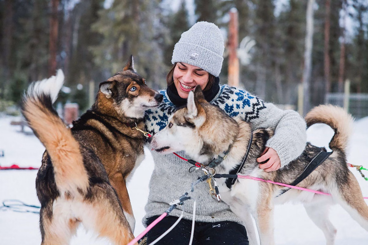 Huskies im Reindeer Manor im Winter