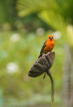 Roter Vogel sitzt auf einer Pflanze