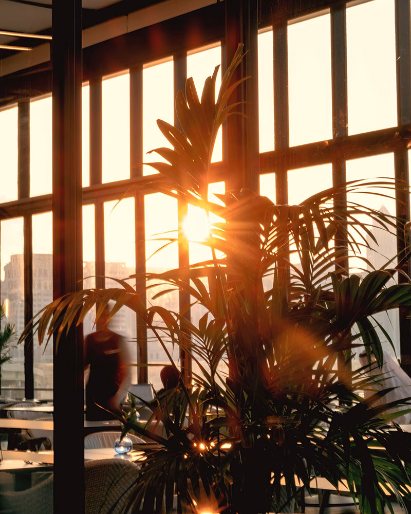 Sonnenuntergang hinter einer Palme im Herme des Rosewood Abu Dhabi