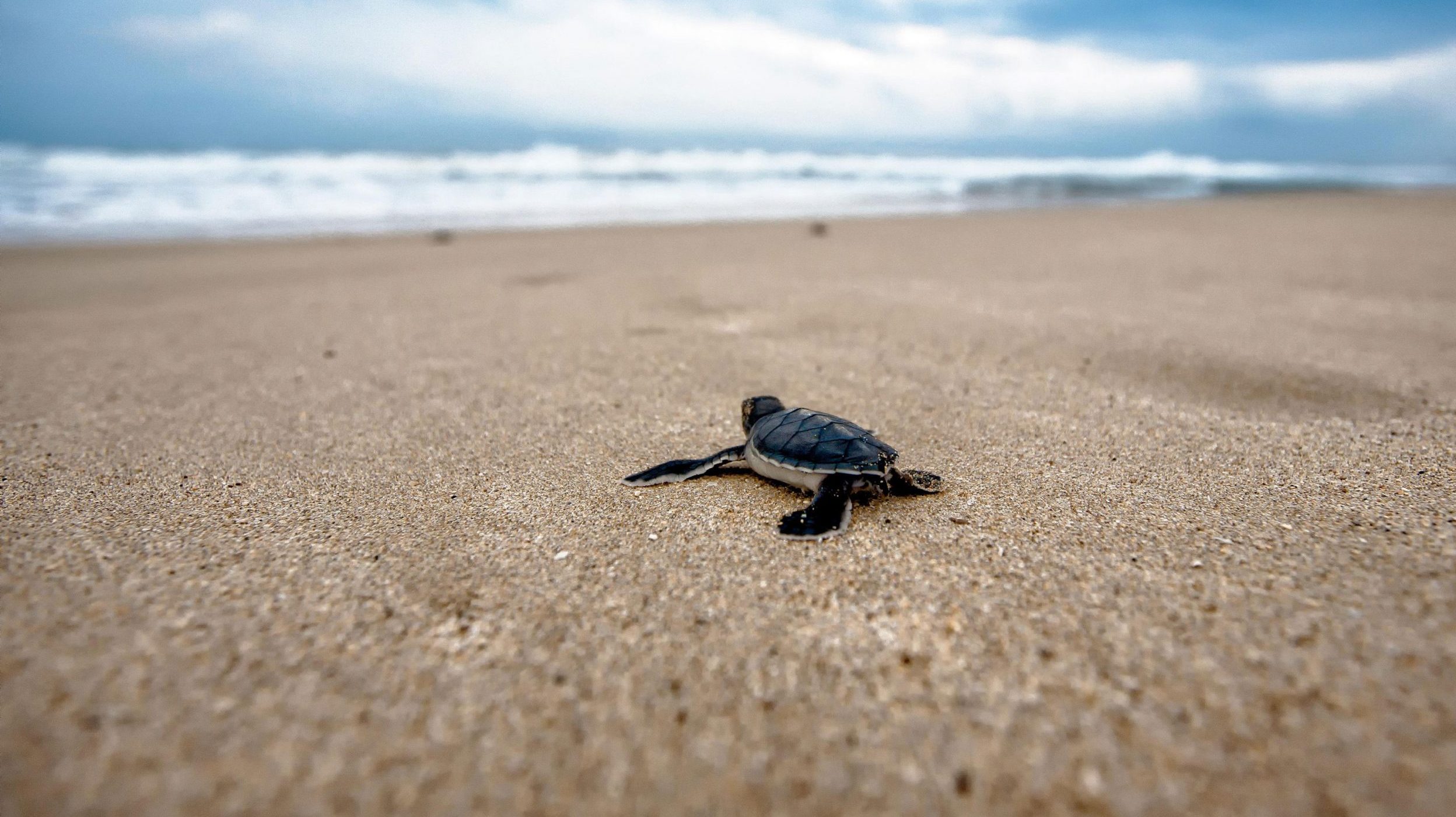 Kleine Schildkröte geht vom Strand in Richtung Meer