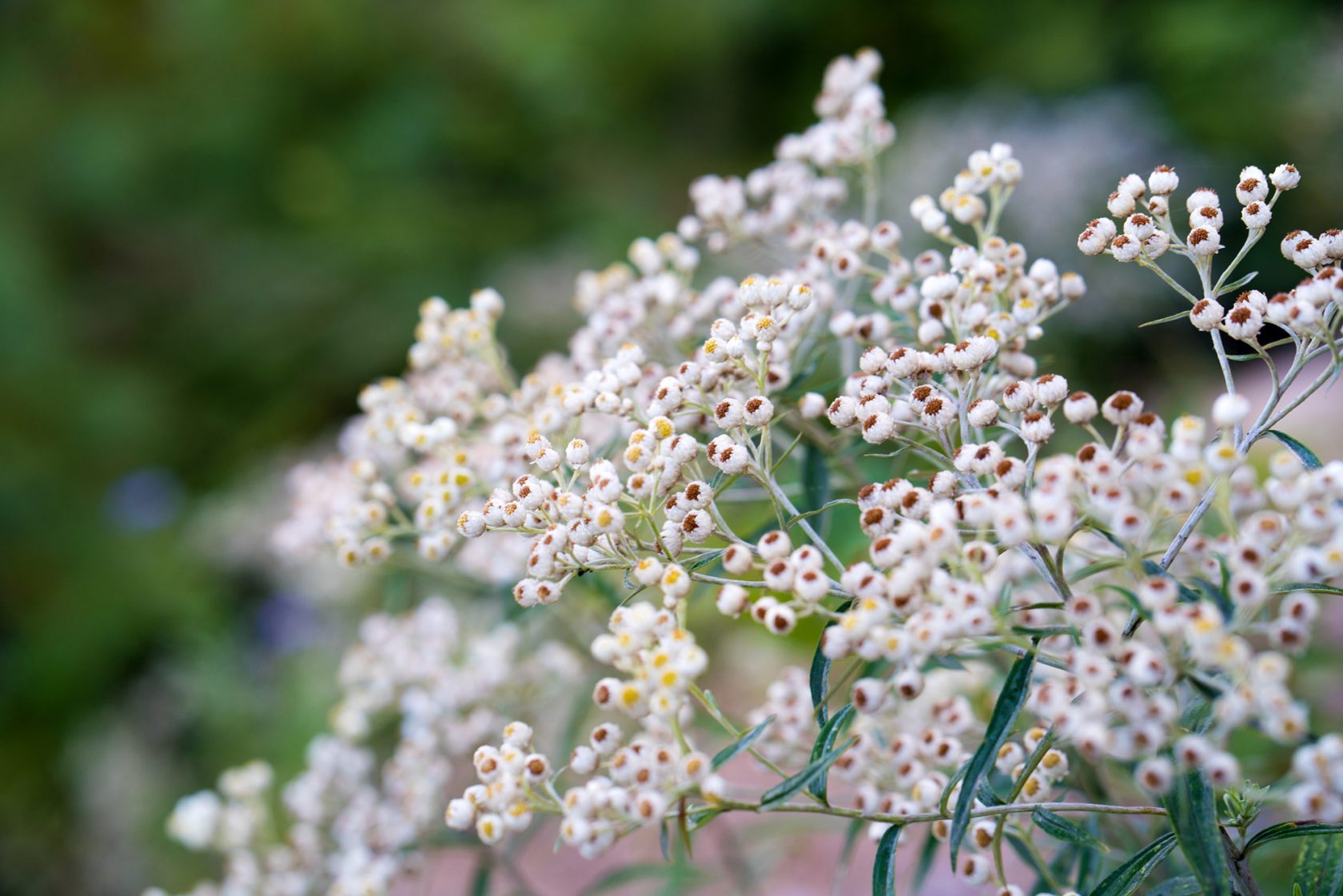 Privatreise Six Senses Bhutan: Paro