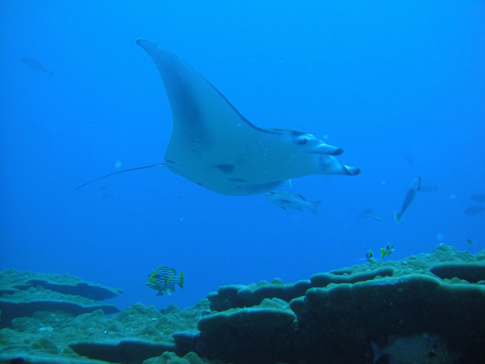 TOP 5 Hausriffs auf den Malediven