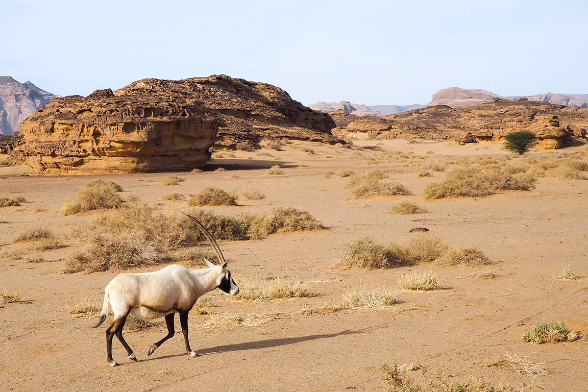 Arabische Oryx