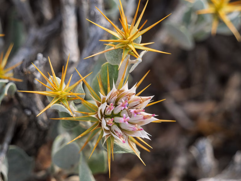 Fynbos-Flora entdecken