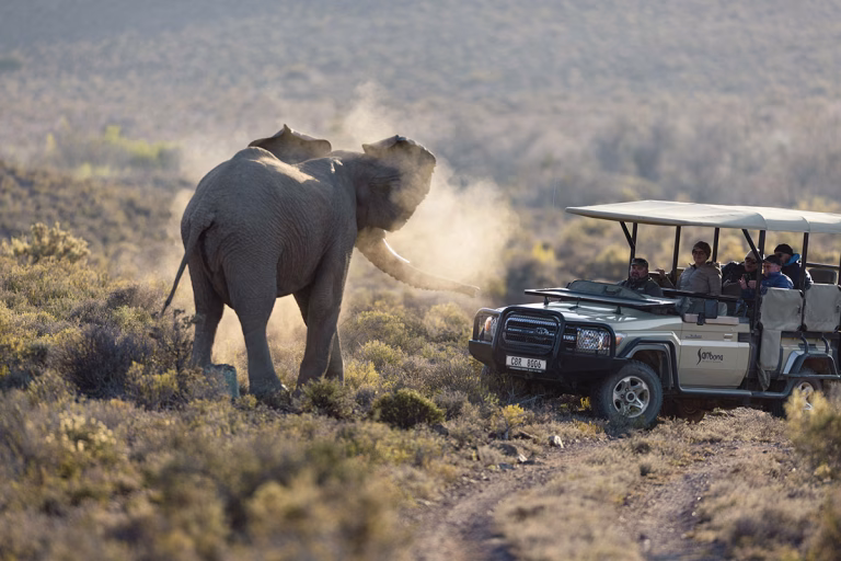 Nature Drive – auf Tuchfühlung mit den Big Five