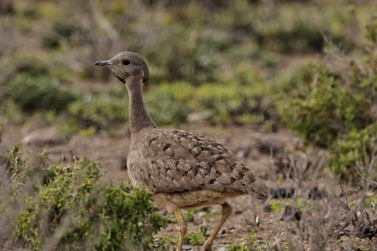 Vogelbeobachtung in der Karoo