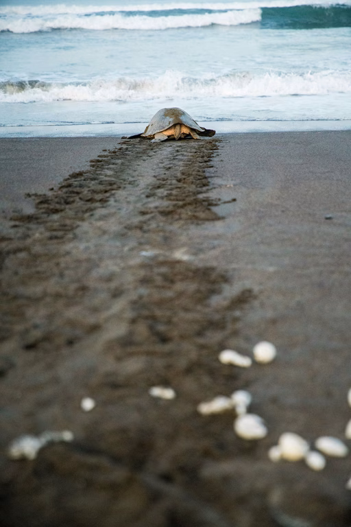 Turtle Nesting am Strand