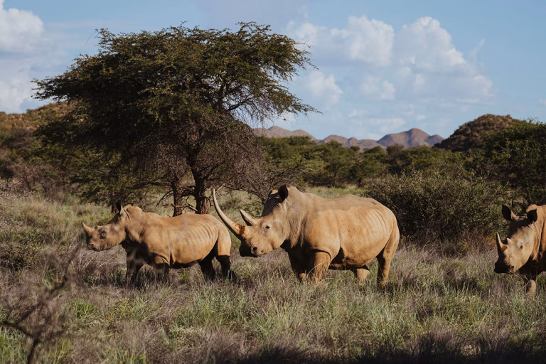 Fußsafari zum Wüstennashorn