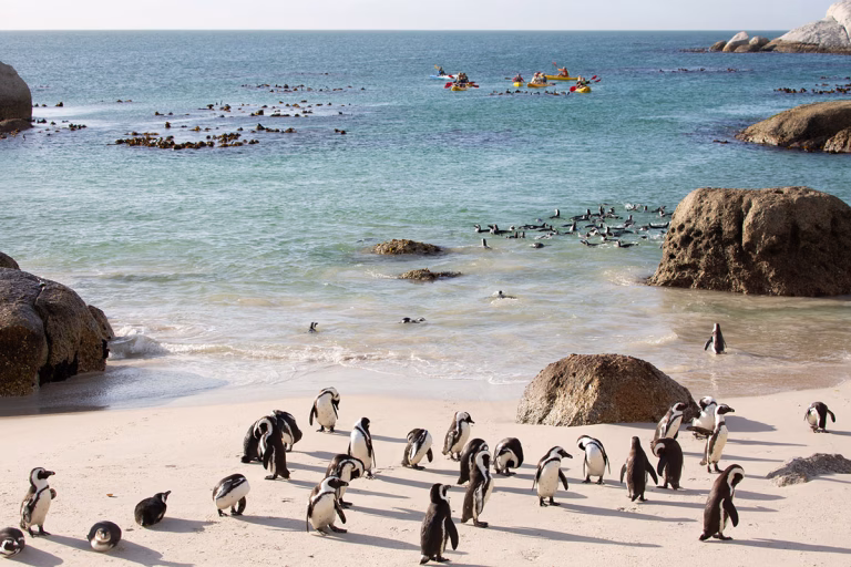 Pinguine am Strand, im Hintergrund Kajakfahrer