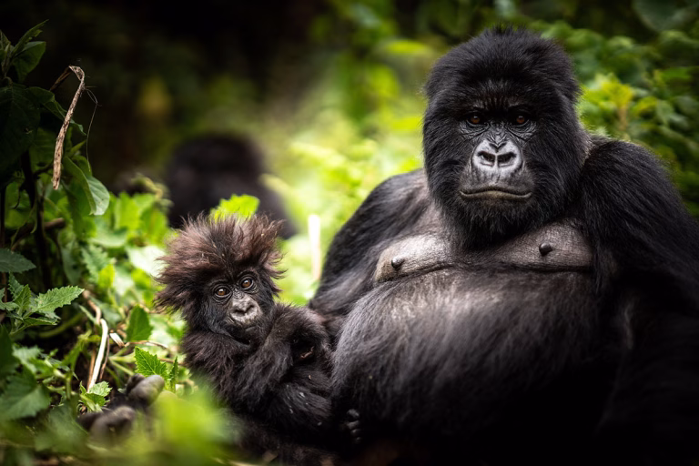 Gorilla-Trekking im Volcanoes National Park