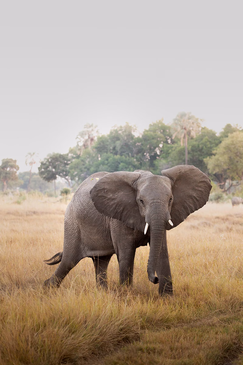 Elefant
