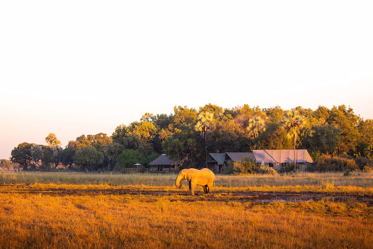 Elefant