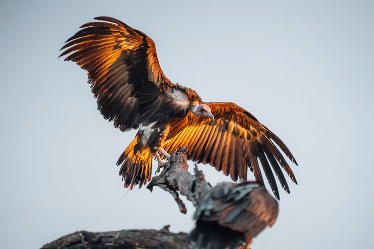Vogelbeobachtung im Okavango Delta