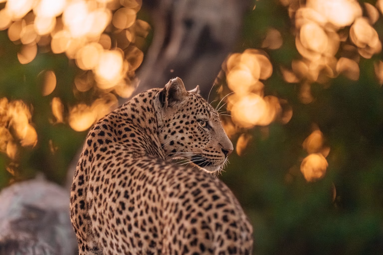 Wildtierfotografie