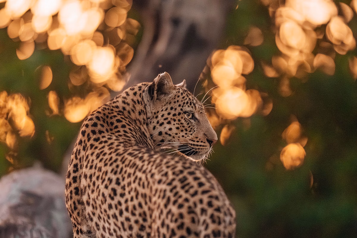 Wildtierfotografie
