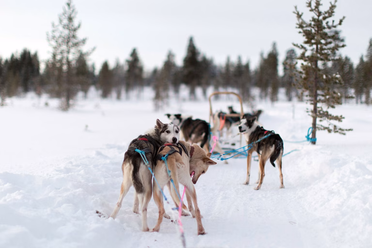 Husky-Safari durch Lapplands Wälder