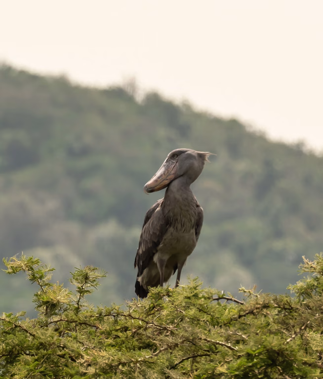 Vogelbeobachtung am Lake Rwanyakazinga