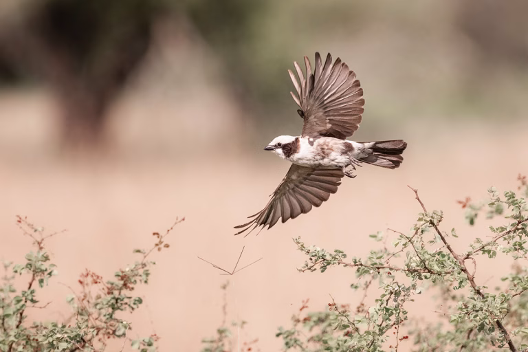 Vogelbeobachtung