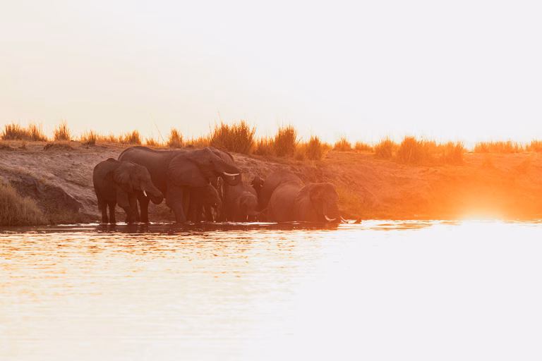 Sunset Cruise am Chobe-Fluss