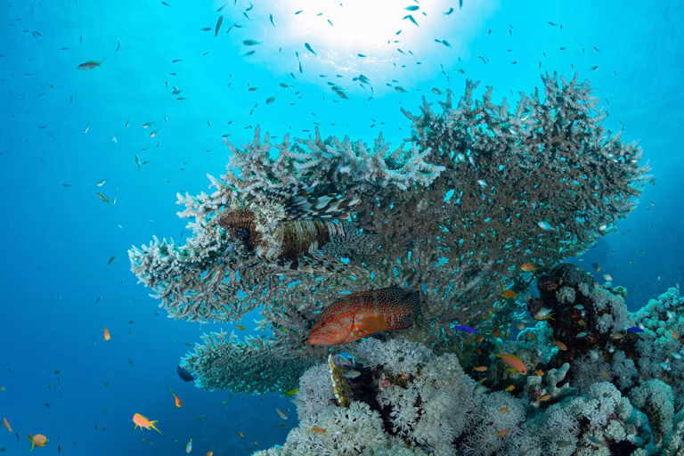 Bunte Korallen und Fische im Roten Meer