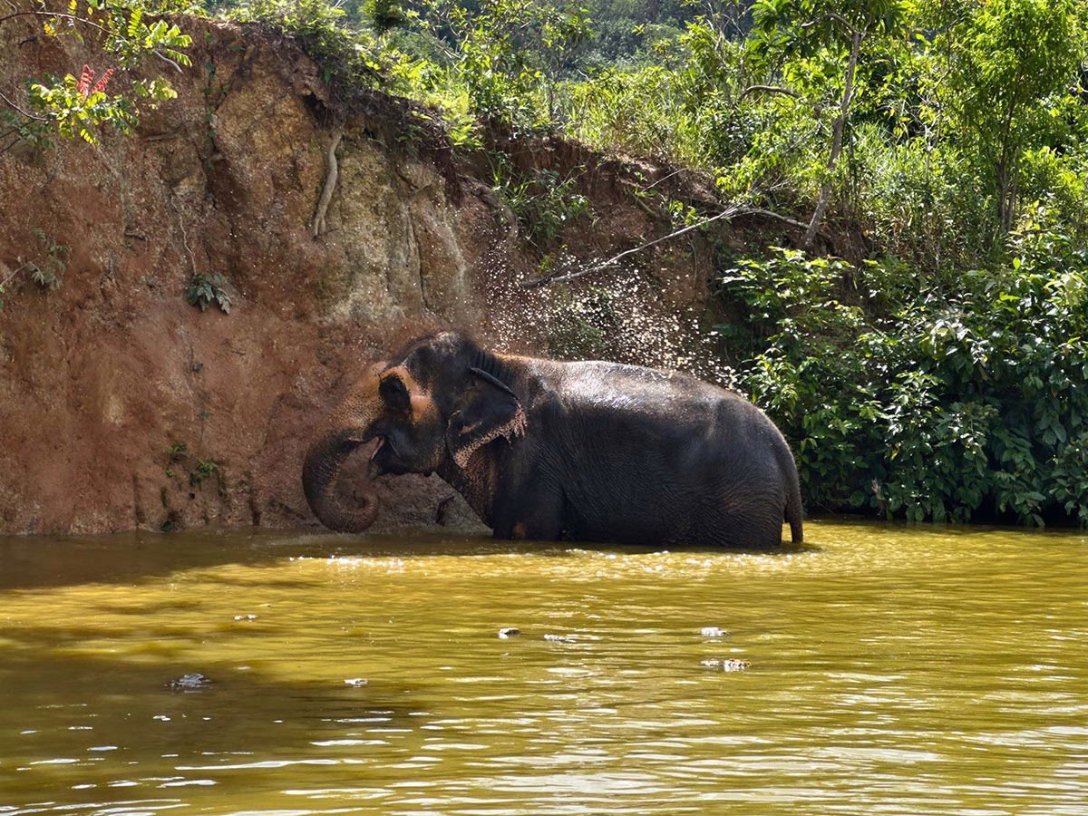 Elefant im Way Kambas Nationalpark