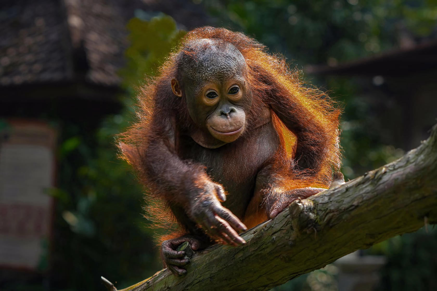 Junger Orang-Utan in Indonesien
