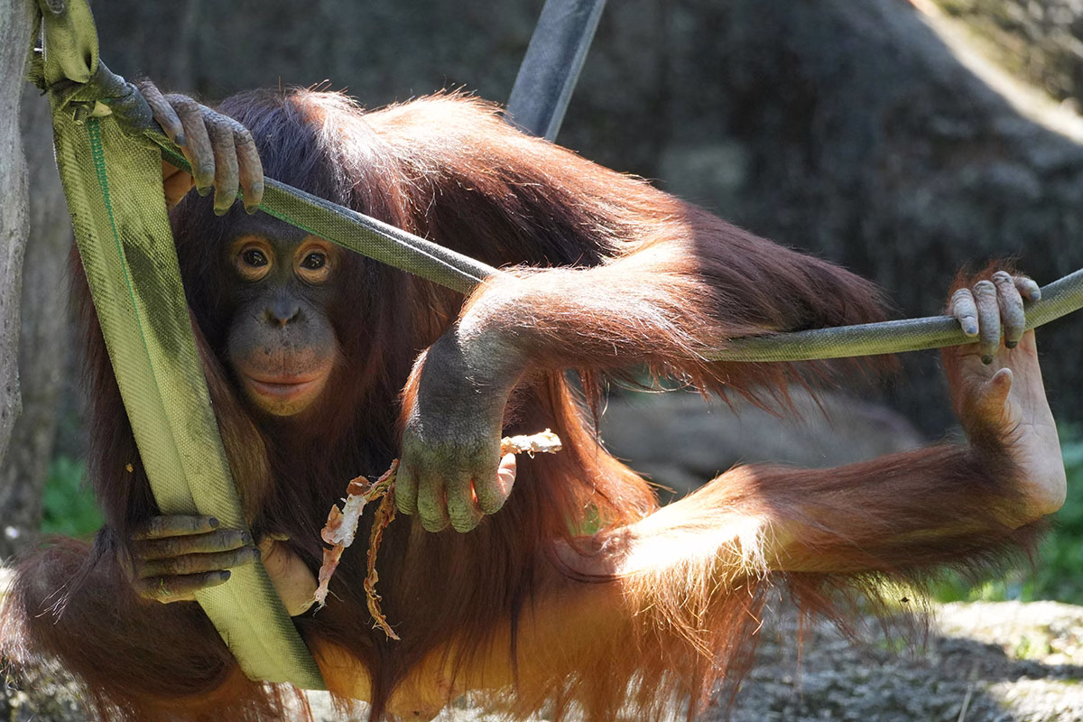 Orang-Utan