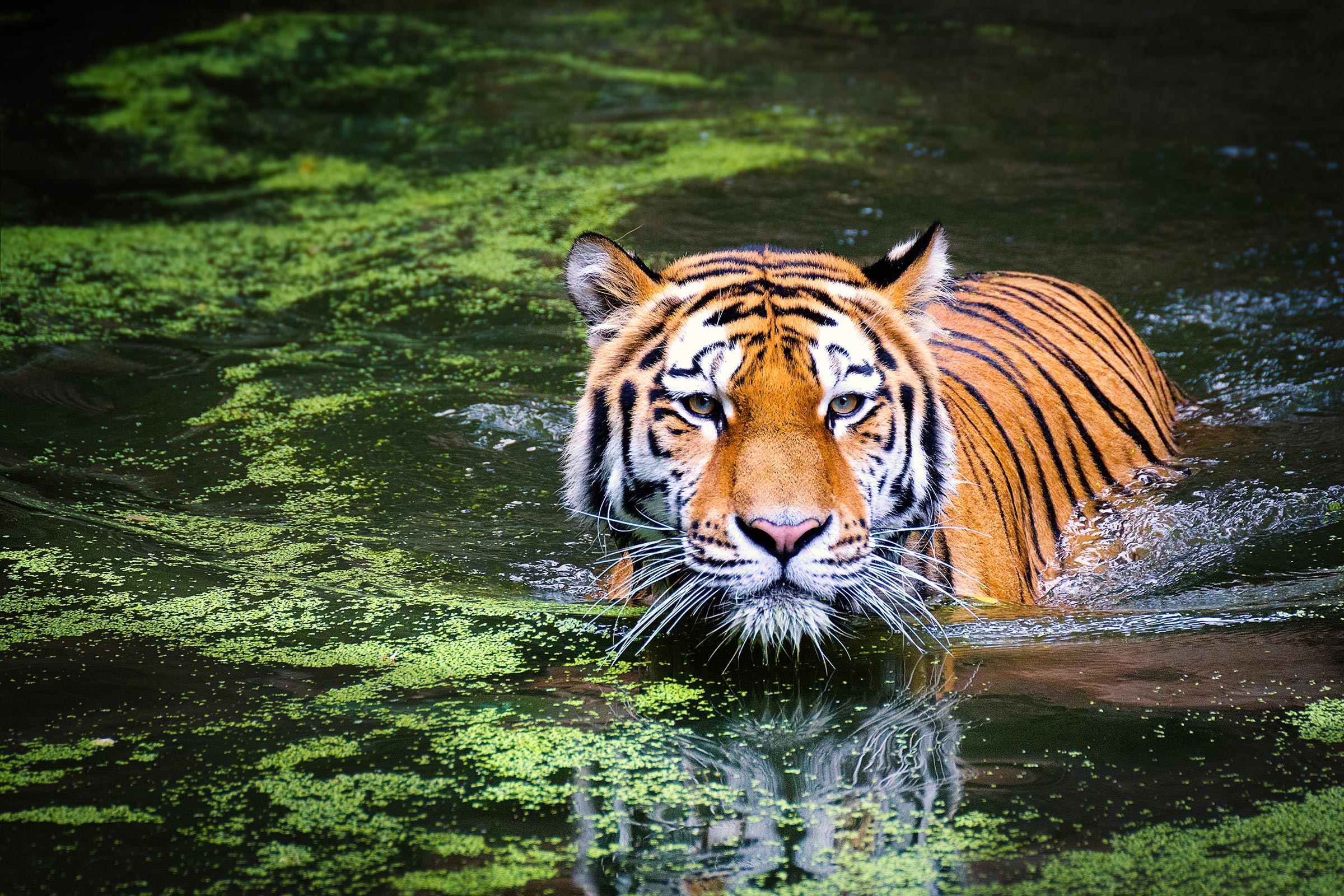 Für die Bucketlist Reisen: Big-Five-Safari in Indonesien – Komodo-Varan, Java-Nashorn, Orang-Utan, Sumatra-Elefant, Sumatra-Tiger