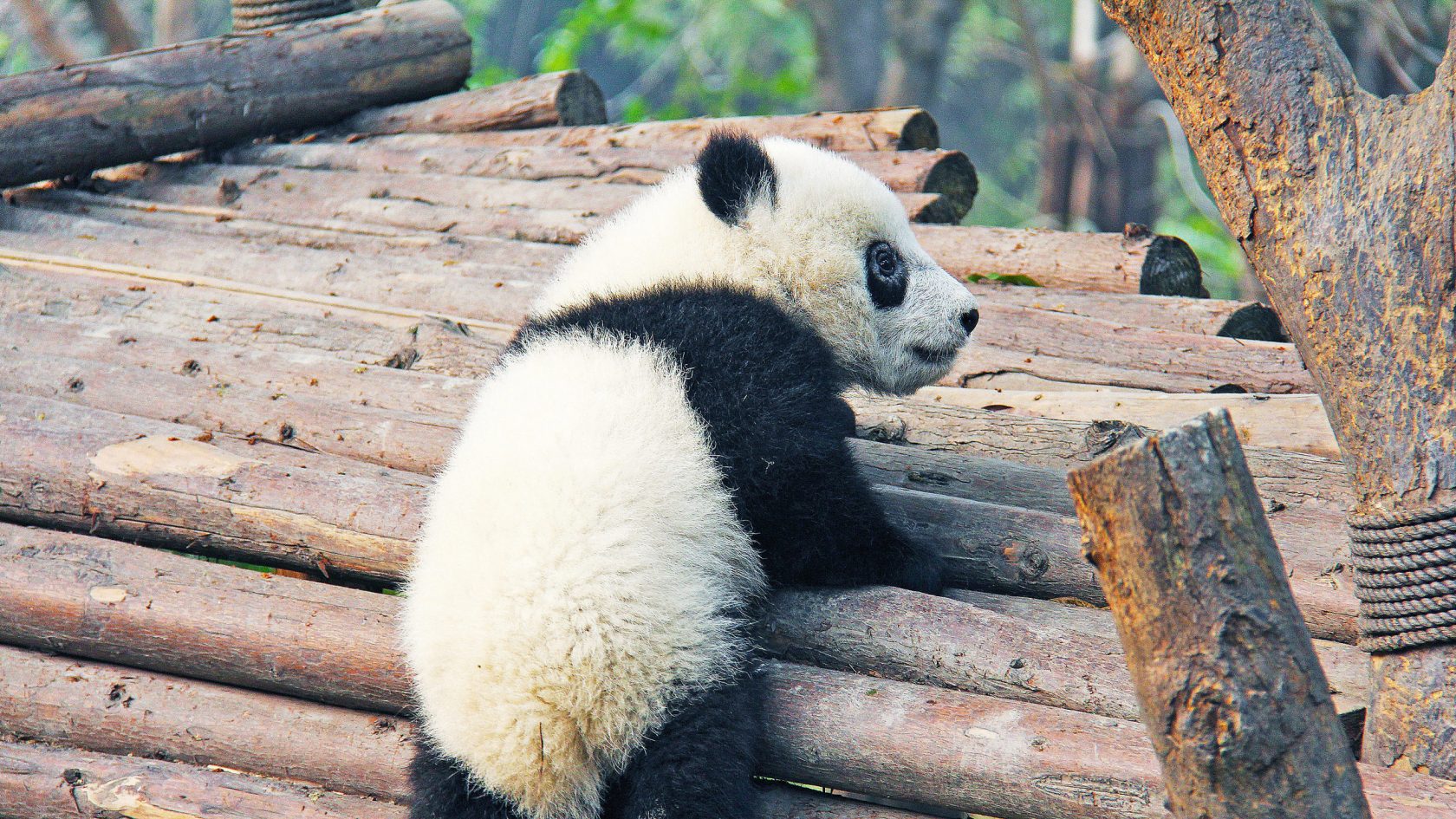Bucketlist China: Chengdu, die Panda-Hauptstadt