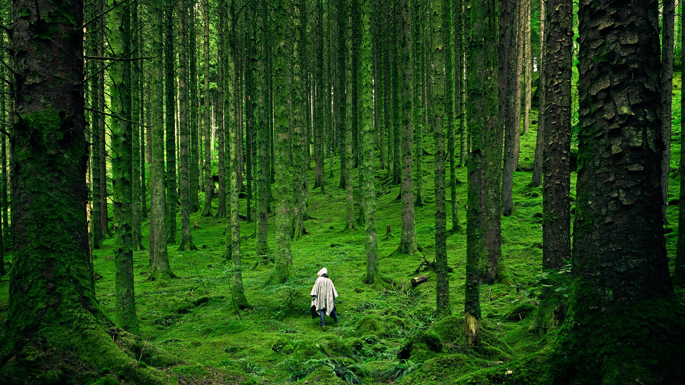 Für die Bucketlist Reisen: Waldbaden
