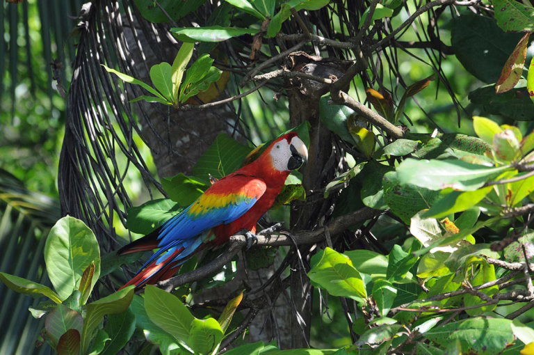Tier- und Pflanzenvielfalt im Corcovado Nationalpark, Costa Rica