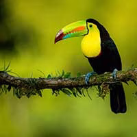 Menü Titelbild Costa Rica