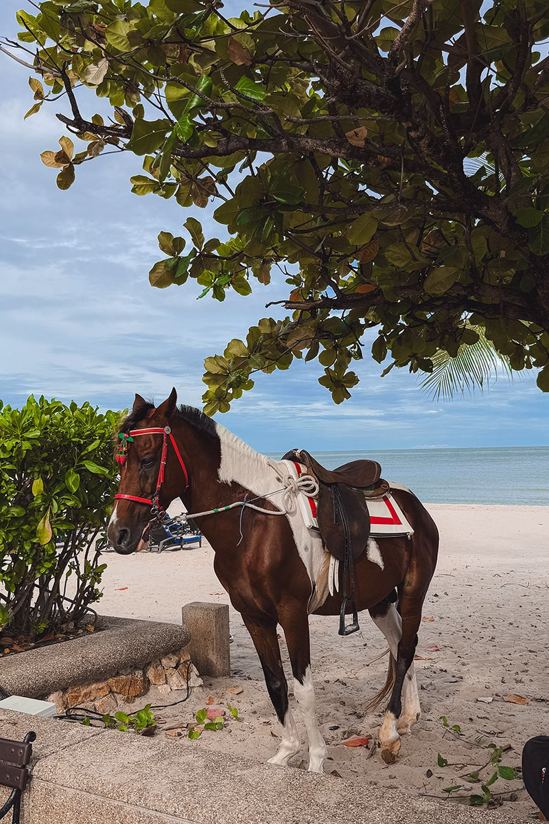 Pferd am Strand im Dusit Thani Hua Hin