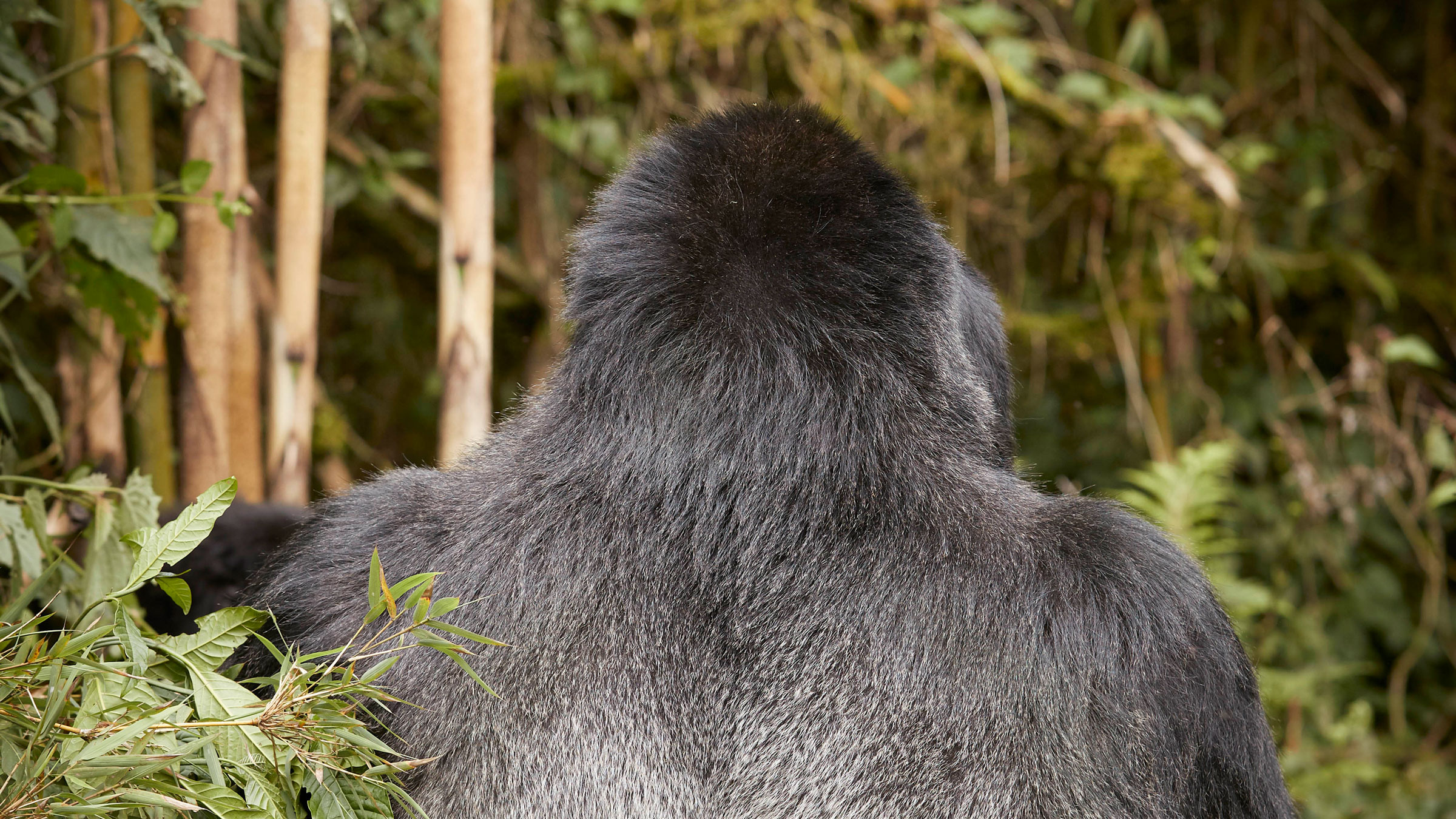 Gorilla Trekking in Afrika – Ruanda/Uganda