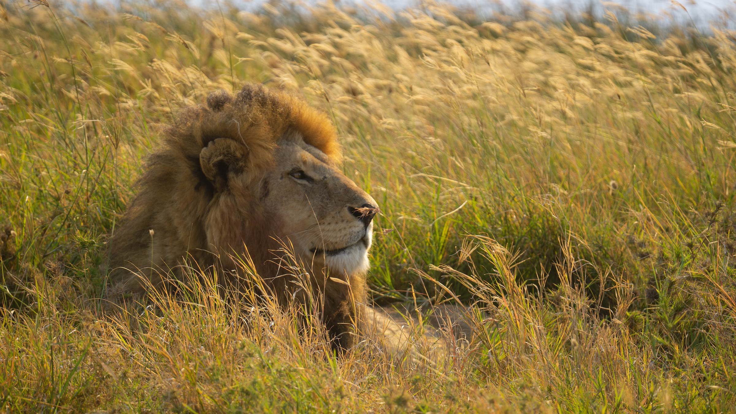 Titelbild Löwe Blogbeitrag Big Five Afrika