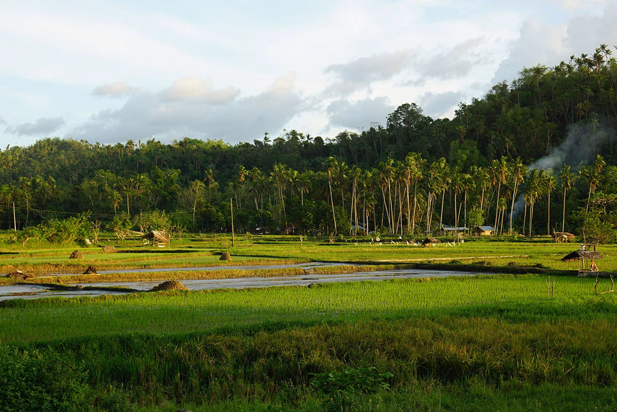 Reisterrassen auf den Philippinen
