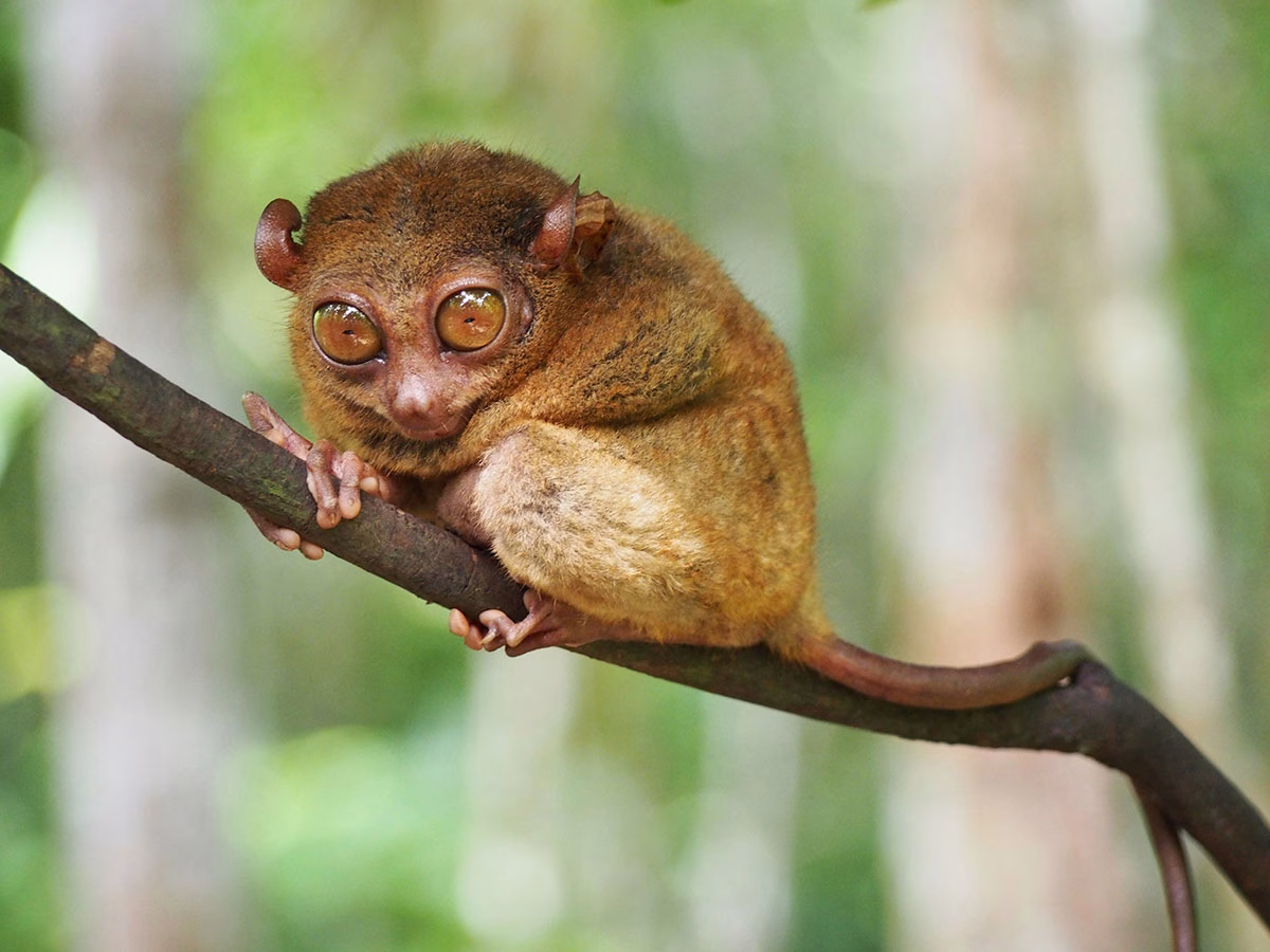 Kleiner Kobold-Maki (Tarsier) im Regenwald von Bohol