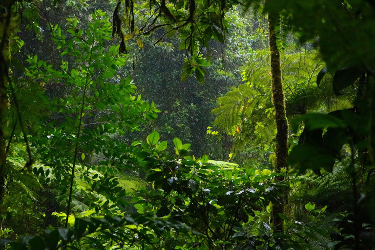 Regenwald auf Costa Rica