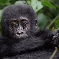 Menü Titelbild Uganda