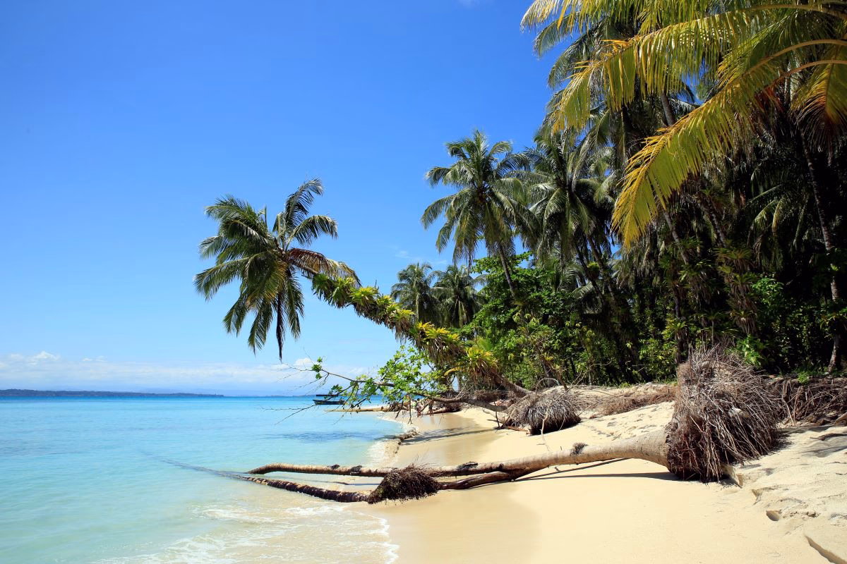 Strand mit umgefallenen Palmen die ins Meer ragen