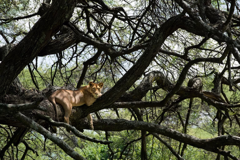 Baumlöwe liegt auf einem Baum in der andBeyond Lake Manyara Tree Lodge